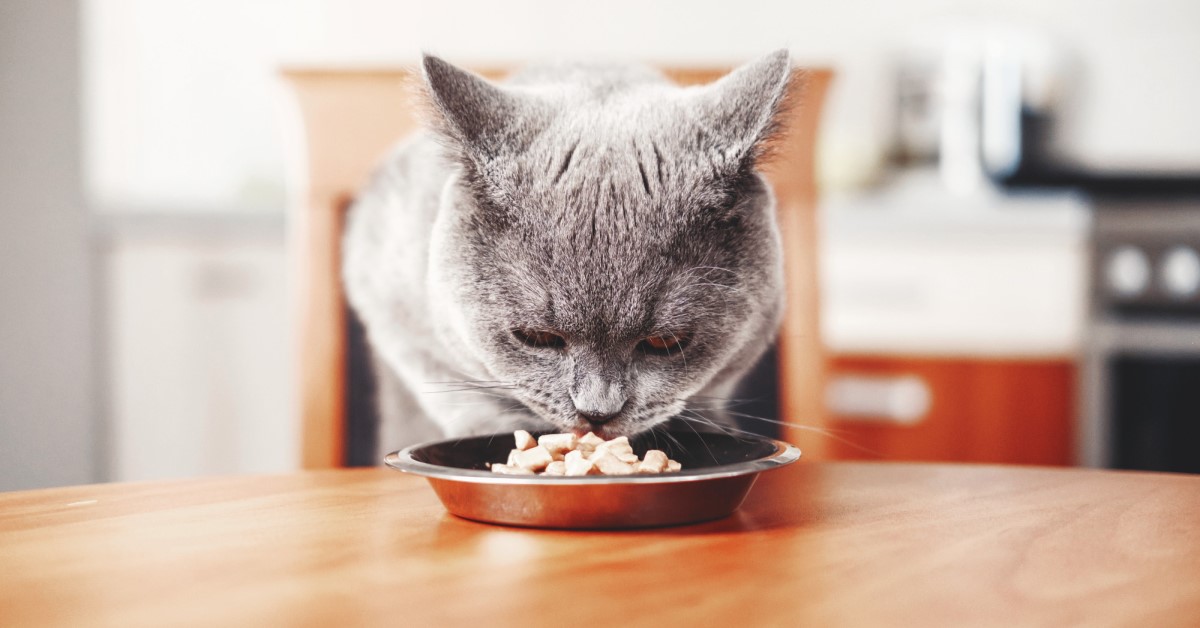 Ask Dr. Jenn: Pet Food Recalls